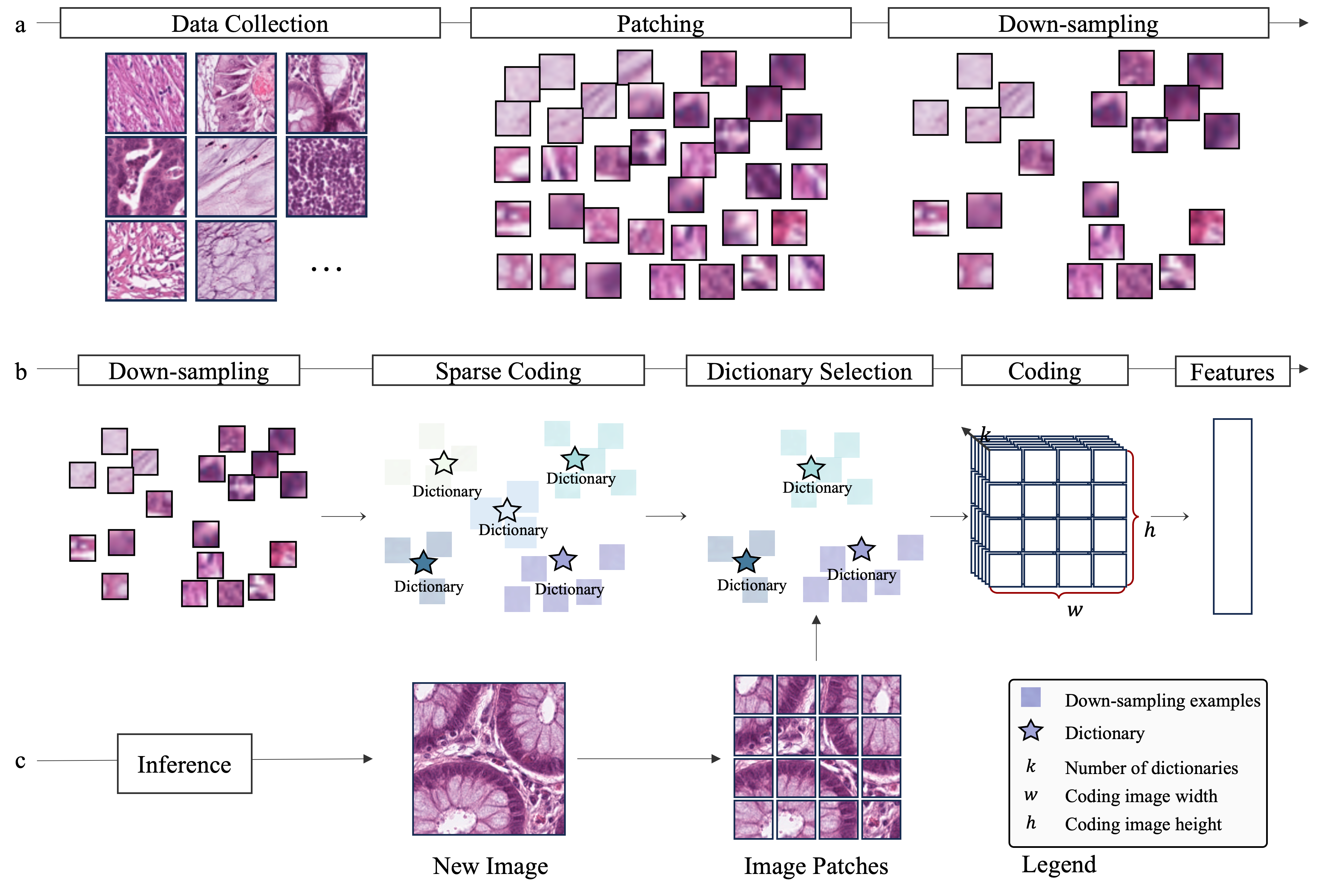 Eosinophil Counting with Green Learning